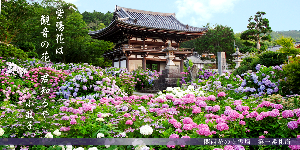 丹州観音寺　あじさい寺