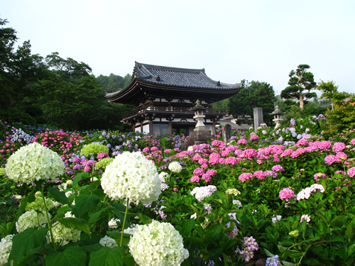 100種以上・1万株のあじさいが境内を彩って花浄土となります