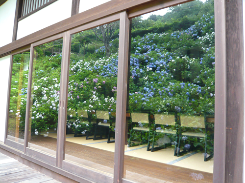 ガラスに写る紫陽花