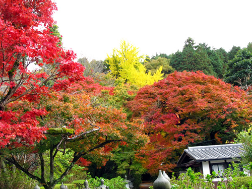 参道の紅葉もお愉しみください