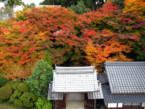 樹齢300年のイロハモミジの紅葉は圧巻です