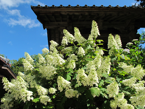 かしわば紫陽花