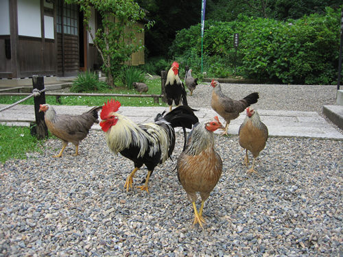 境内には鶏ものんびり歩いています