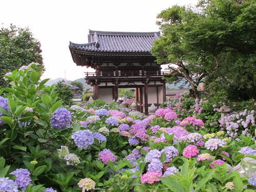 あじさいの見頃は6月初旬～7月初旬です